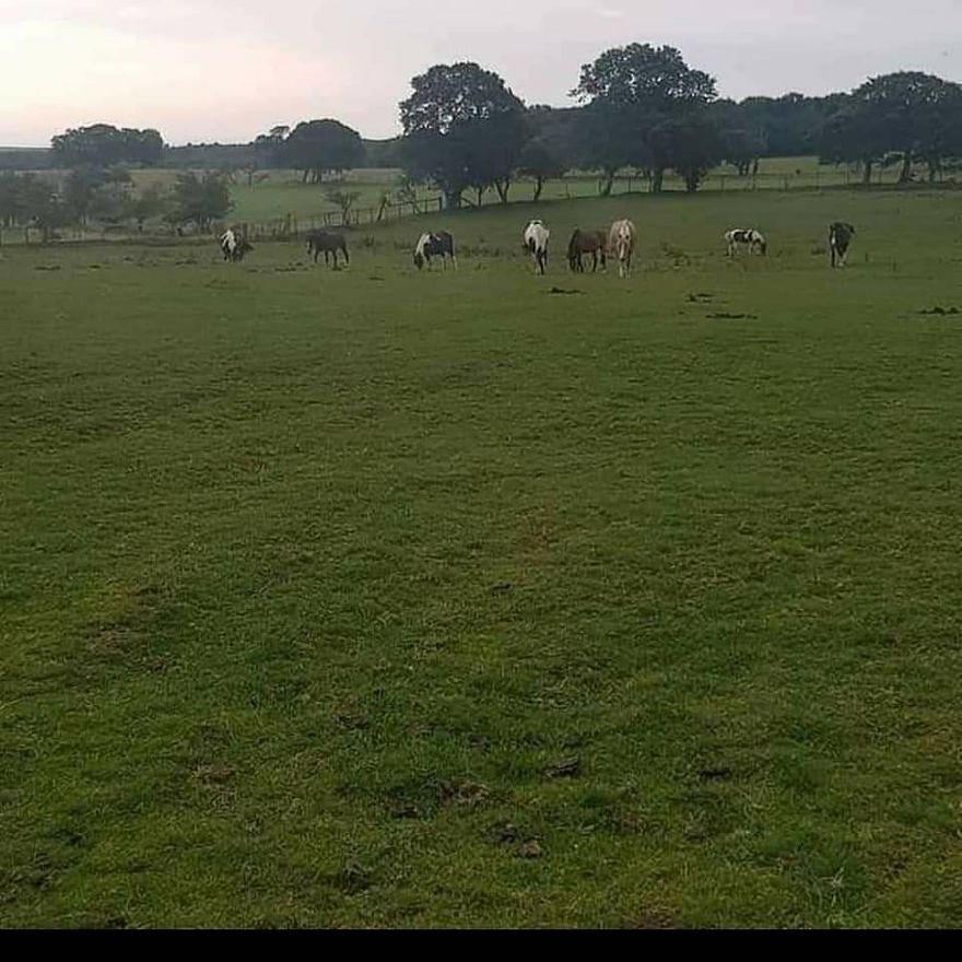 grass-livery-for-sale-in-westmeath-for-42-on-donedeal