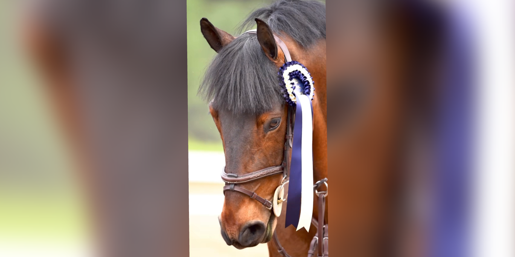  Barravalley Magnum
 qualifying for the Dublin Horse Show