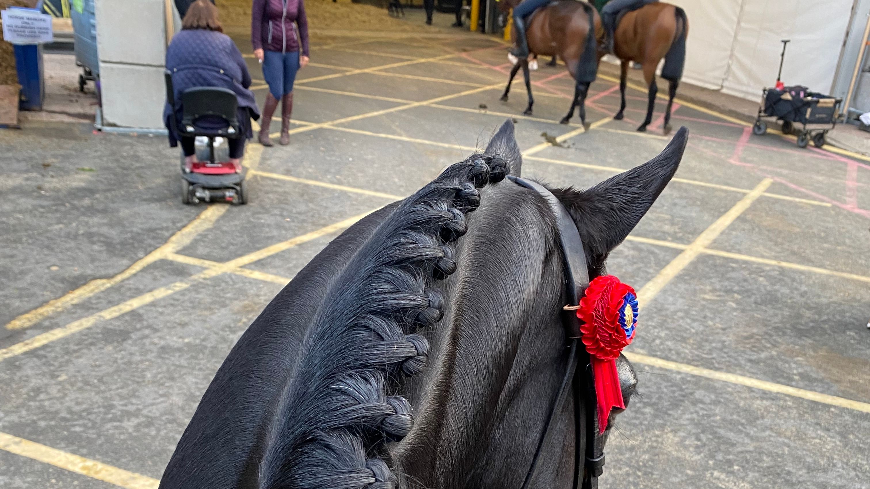 Diary of a show groom - The New Year has arrived and with it to the countdown to the show season