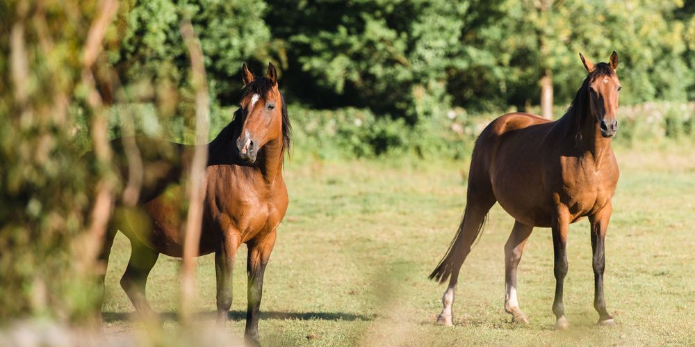 Broodmares and Young stock Livery