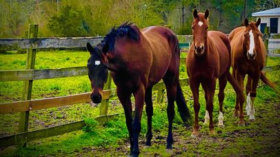 Full service horse boarding