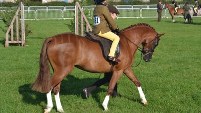 Show ring turn out lesson